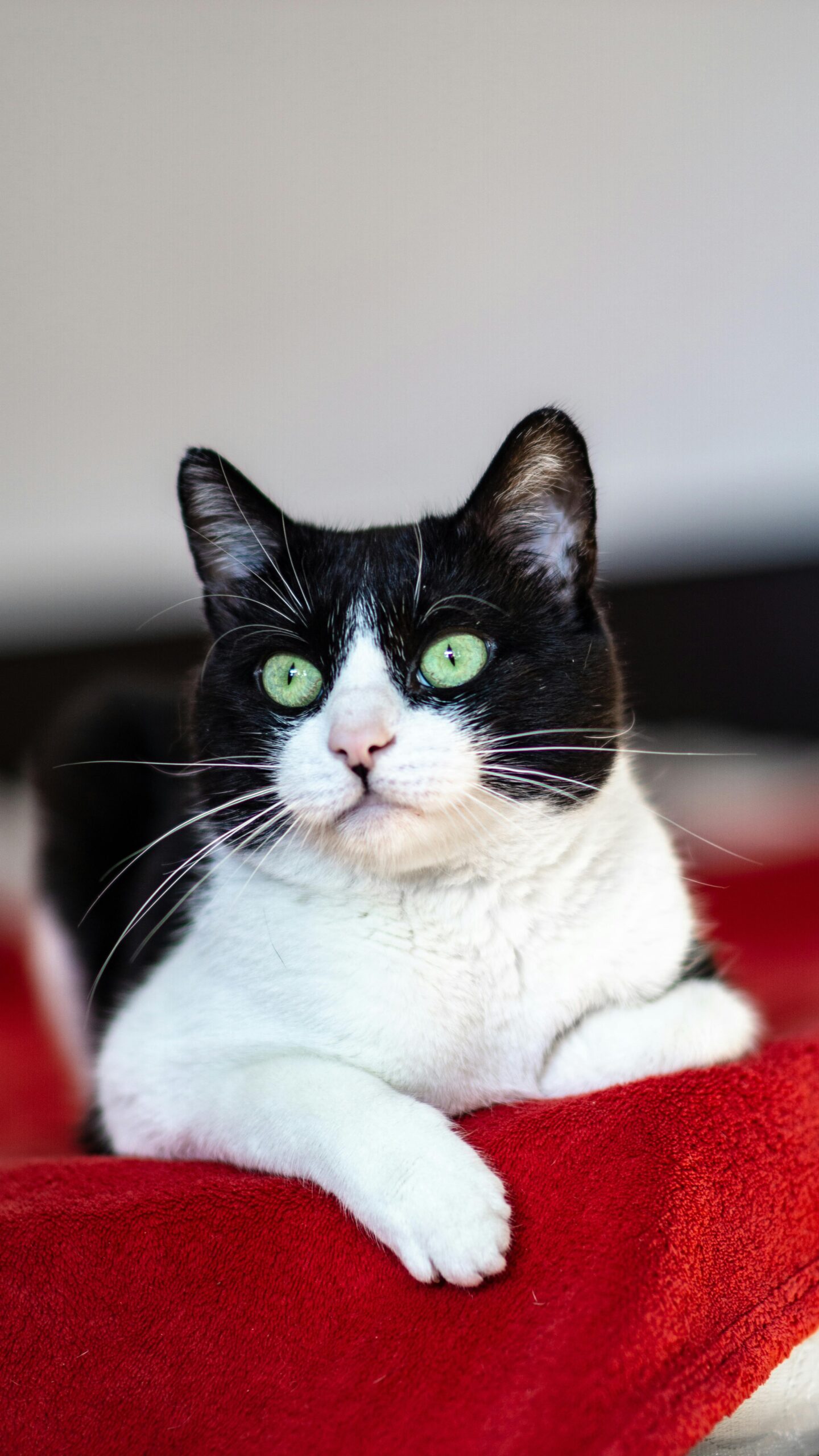 Agresywność kotów